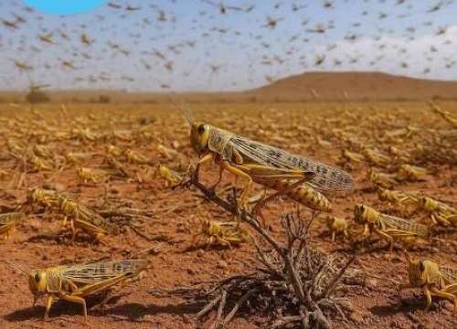 من بينها  درعة - تافيلالت  “الفاو”  تنبه إلى استمرار تكاثر وانتشار الجراد بعدة مناطق مغربية + فيديو